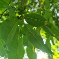 Margaritaria indica (Dalzell) Airy Shaw